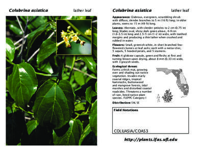 Colubrina / Flora / Botany