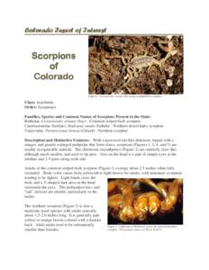 Taxonomy / Buthidae / Arachnids / Arizona bark scorpion / Striped bark scorpion / Hadrurus arizonensis / Hadrurus spadix / Pseudoscorpion / Centruroides / Phyla / Protostome / Scorpions