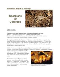 Figure 1. Centruroides vittatus, the common striped bark scorpion  Class: Arachnida Order: Scorpiones Families, Species and Common Names of Scorpions Present in the State: Buthidae, Centruroides vittatus (Say) - Common s