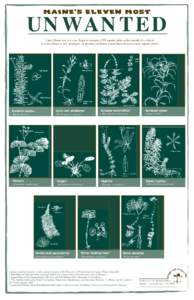 Invasive plant species / Haloragaceae / Biology / Nymphaeales / Myriophyllum / Hydrocharis / Nymphoides / Hydrilla / Cabomba caroliniana / Aquatic plants / Plant taxonomy / Botany