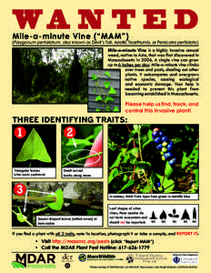 WA N T E D Mile-a-minute Vine (“MAM”) (Polygonum perfoliatum, also known as Devil’s Tail, Asiatic Tearthumb, or Persicaria perfoliata)  Mile-a-minute Vine is a highly invasive annual