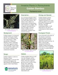 Medicinal plants / Bamboo / Invasive plant species / Environmental design / Arundo donax / Phyllostachys aurea / Arundinaria gigantea / Phyllostachys / Glyphosate / Botany / Poaceae / Commelinids