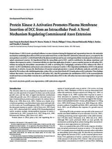 Nervous system / Netrin / Proteins / Neurons / Deleted in Colorectal Cancer / Axon guidance / Floor plate / Growth cone / Laminin / Biology / Developmental neuroscience / Anatomy