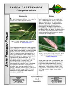 LARCH CASEBEARER Coleophora laricella Introduction Biology