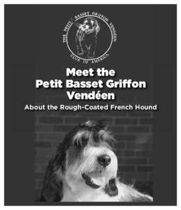 Meet the Petit Basset Griffon Vendéen