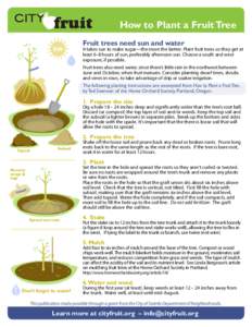 How to Plant a Fruit Tree SW Fruit trees need sun and water  It takes sun to make sugar—the more the better. Plant fruit trees so they get at