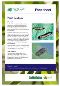 Fact sheet Peach twig borer What is it? The female moth lays pale yellow-orange oval eggs in fruit, twigs and leaves and the emerging