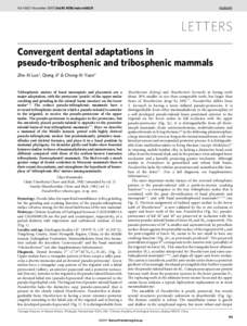 Phyla / Mammaliaformes / Phanerozoic / Molar / Anatomy / Shuotherium / Evolution of mammals / Monotreme / Asfaltomylos / Australosphenida / Mammals / Prehistoric mammals