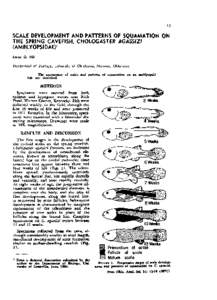 Scale Development and Patterns of Squamation on the Spring Cavefish, Chologaster agassizi (Amblyopsidae)