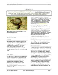 South Carolina Species Information  Beavers Beavers Prepared by the National Wildlife Control Training Program. http://WildlifeControlTraining.com