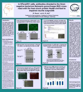 In NTera2/D1 cells, antibodies directed to the Gram negative bacterium Neisseria gonorrhoeae (NG) crossreact with the heat shock protein Hsp60 and lead to impaired neurite outgrowth 1  B. Reuss , and A. R. Asif