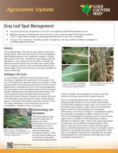 Gray Leaf Spot Management  Gray leaf spot (GLS) is recognized as one of the most significant yield-limiting diseases of corn.  Blighting of leaves and entire plants due to GLS may occur under favorable enviro
