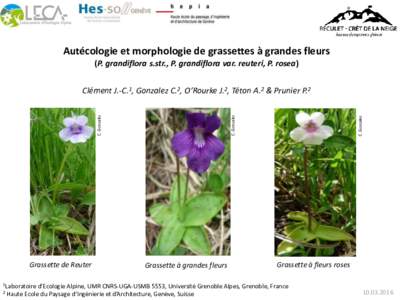 Autécologie et morphologie de grassettes à grandes fleurs (P. grandiflora s.str., P. grandiflora var. reuteri, P. rosea) Grassette de Reuter 1Laboratoire 2