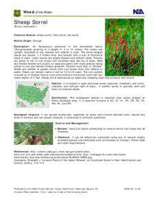 Agriculture / Biology / Sorrel / Rumex / Botany / Weed / Oxalis / Common wood sorrel / Medicinal plants / Invasive plant species / Rumex acetosella