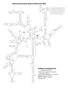 Mitochondrial Small Subunit Ribosomal RNA UG G U G C