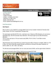 Charolais /  France / Agriculture / Charolais cattle / Lilydale / Calf