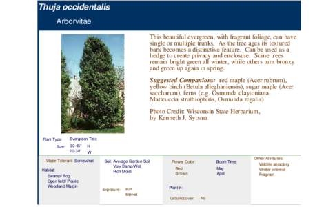 Arborvitae (thuja occidentialis)