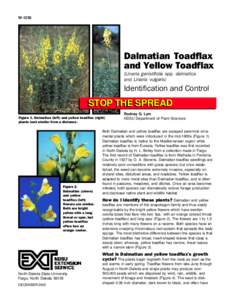 W[removed]Dalmatian Toadflax and Yellow Toadflax (Linaria genistifolia spp. dalmatica and Linaria vulgaris)
