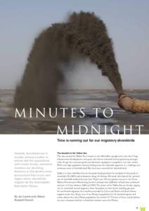 MINUTES TO MIDNIGHT Time is running out for our migratory shorebirds Globally, shorebirds are in trouble; serious trouble. In