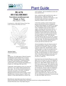 Flora of Canada / Vaccinium parvifolium / Vaccinium membranaceum / Huckleberry / Vaccinium / Gaylussacia baccata / Fruit / Blueberry / Vaccinium ovatum / Berries / Flora of the United States / Flora of North America