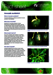 Fact sheet Avocado sunblotch David Rosen, University of California Statewide IPM Project What is Avocado sunblotch? Avocado sunblotch is a disease caused by Avocado
