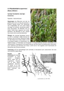 4.3 Rhytidiadelphus squarrosus (HEDW.) WARNST. Sparriger Runzelpeter, Sparriges Kranzmoos Hypnales - Hylocomiaceae Morphologie: Die Pflänzchen sind hell- bis