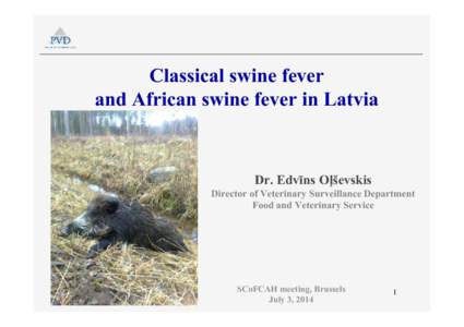Tree of life / Classical swine fever / African swine fever virus / Wild boar / Domestic pig / Influenza A virus subtype H1N1 / Pig / Flu pandemic actions concerning pigs / Swine influenza / Animal virology / Biology / Zoology