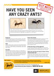 HAVE YOU SEEN ANY CRAZY ANTS? Figure 1: Crazy Ant. Actual sied: 2.3 to 3mm  Figure 2: Common ant. Actual sied: 3 to 3.5mm