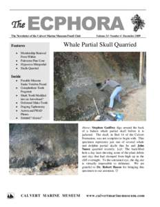 The  ECPHORA The Newsletter of the Calvert Marine Museum Fossil Club