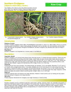 Southern Crabgrass  [Digitaria ciliaris (Retz.) Koeler] Row Crop