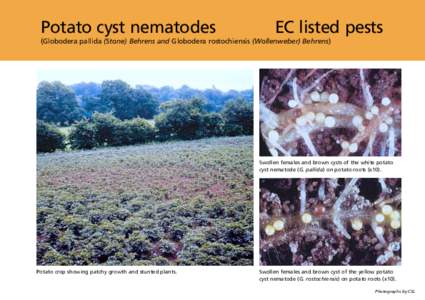 Potato cyst nematodes  EC listed pests (Globodera pallida (Stone) Behrens and Globodera rostochiensis (Wollenweber) Behrens)