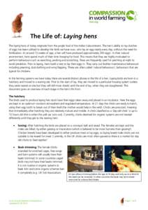 The Life of: Laying hens The laying hens of today originate from the jungle fowl of the Indian Subcontinent. The hen’s ability to lay clutches of eggs has been utilised to develop the birds we have now, who lay an egg 