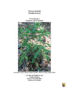 Torreya taxifolia Florida torreya 5-Year Review: Summary and Evaluation  Sweetwater Creek, Liberty County, Florida. Photo by Vivian Negron-Ortiz