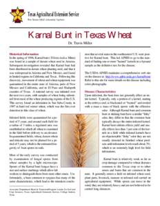 Texas Agricultural Extension Service The Texas A&M University System Karnal Bunt in Texas Wheat Dr. Travis Miller Historical Information
