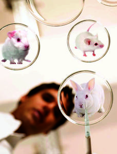 The End of Animal Testing? THE HSUS WORKS WITH SCIENTISTS, GOVERNMENTS, AND CORPORATIONS TO PIONEER METHODS THAT REPLACE ANIMAL USE IN PRODUCT SAFETY EVALUATION by ANGELA MOXLEY
