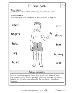 ✩  Human parts Observations  Your body has a head, chest, tummy, legs, feet, arms, and hands.