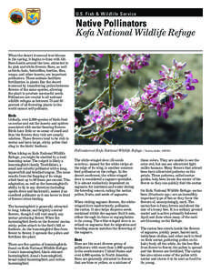 U.S. Fish & Wildlife Service  Native Pollinators Kofa National Wildlife Refuge When the desert ironwood tree blooms