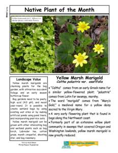 Marsh Marigold, Yellow - Winter & Spring