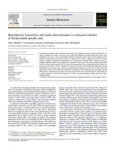 Reproductive hierarchies and status discrimination in orphaned colonies of Pachycondyla apicalis ants