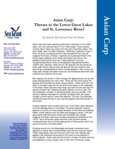 Silver carp / Asian carp / Bighead carp / Common carp / Chicago Sanitary and Ship Canal / Hypophthalmichthys / Carp fishing / Chinese Academy of Fishery Sciences / Fish / Cypriniformes / Carp