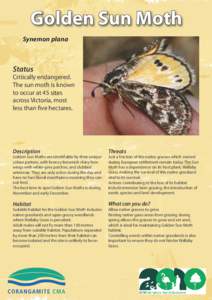 Golden Sun Moth Synemon plana Status  Critically endangered.