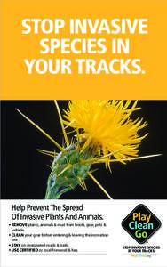 PlayCleanGo-Yellow-Star-thistle