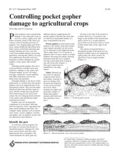 Controlling pocket gopher damage to agricultural crops EC 1117