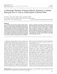 Neurochemistry / Integral membrane proteins / Adrenergic receptor / Phospholamban / Muscarinic acetylcholine receptor / Sinoatrial node / Excitation-contraction coupling / Myocyte / CAMP-dependent pathway / Biology / Signal transduction / G protein coupled receptors