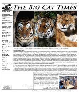 SpringIn this issue The Big Cat Times