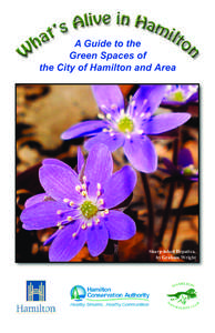 A Guide to the Green Spaces of the City of Hamilton and Area Sharp-lobed Hepatica, by Graham Wright