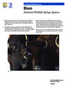 U.S. Fish & Wildlife Service  Bison National Wildlife Refuge System •	 Bison stand more than six feet tall and can weigh up to •	 Bison feed on grass, wallowing in dust or mud to 2,000 pounds, with a massive head and