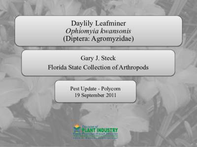 Daylily Leafminer Ophiomyia kwansonis (Diptera: Agromyzidae) Gary J. Steck Florida State Collection of Arthropods Pest Update - Polycom