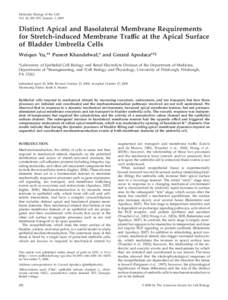 Molecular Biology of the Cell Vol. 20, 282–295, January 1, 2009 Distinct Apical and Basolateral Membrane Requirements for Stretch-induced Membrane Traffic at the Apical Surface of Bladder Umbrella Cells