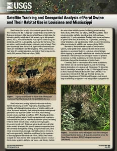 Satellite Tracking and Geospatial Analysis of Feral Swine and Their Habitat Use in Louisiana and Mississippi Feral swine (Sus scrofa) is an invasive species that was first introduced to the continental United States in t